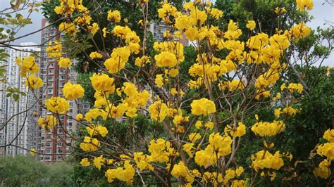 黃鐘花風水|黃花風鈴木香港賞花地點一覽 